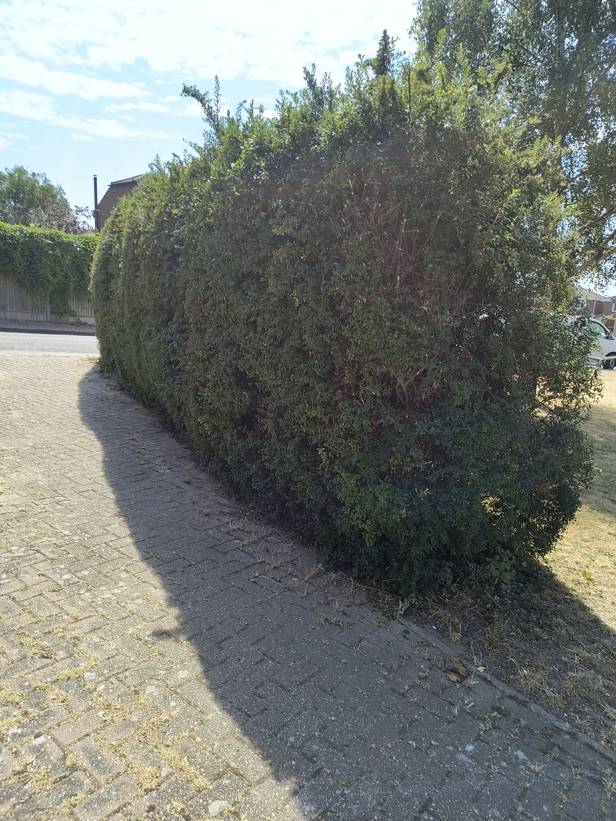 The same laurel hedge near Deal cut back to a tight, square line