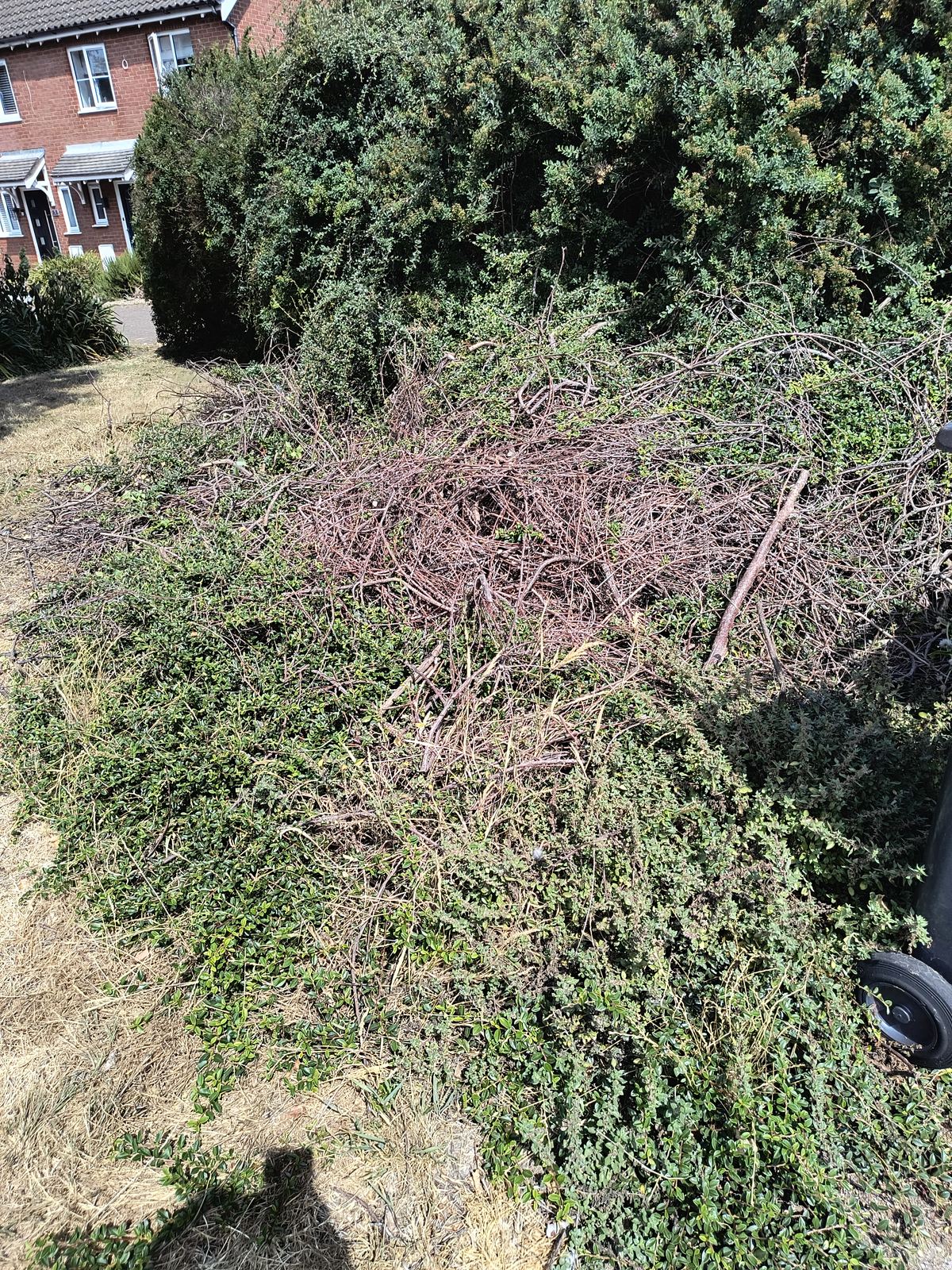 Overgrown laurel hedge near Deal before cutting, straggly brown growth spilling over the top