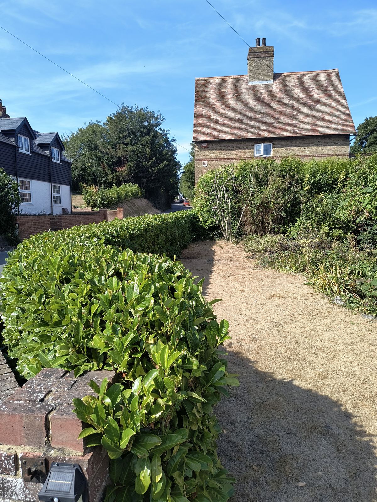 A laurel hedge kept neat nearby in Eastry, on the same visit