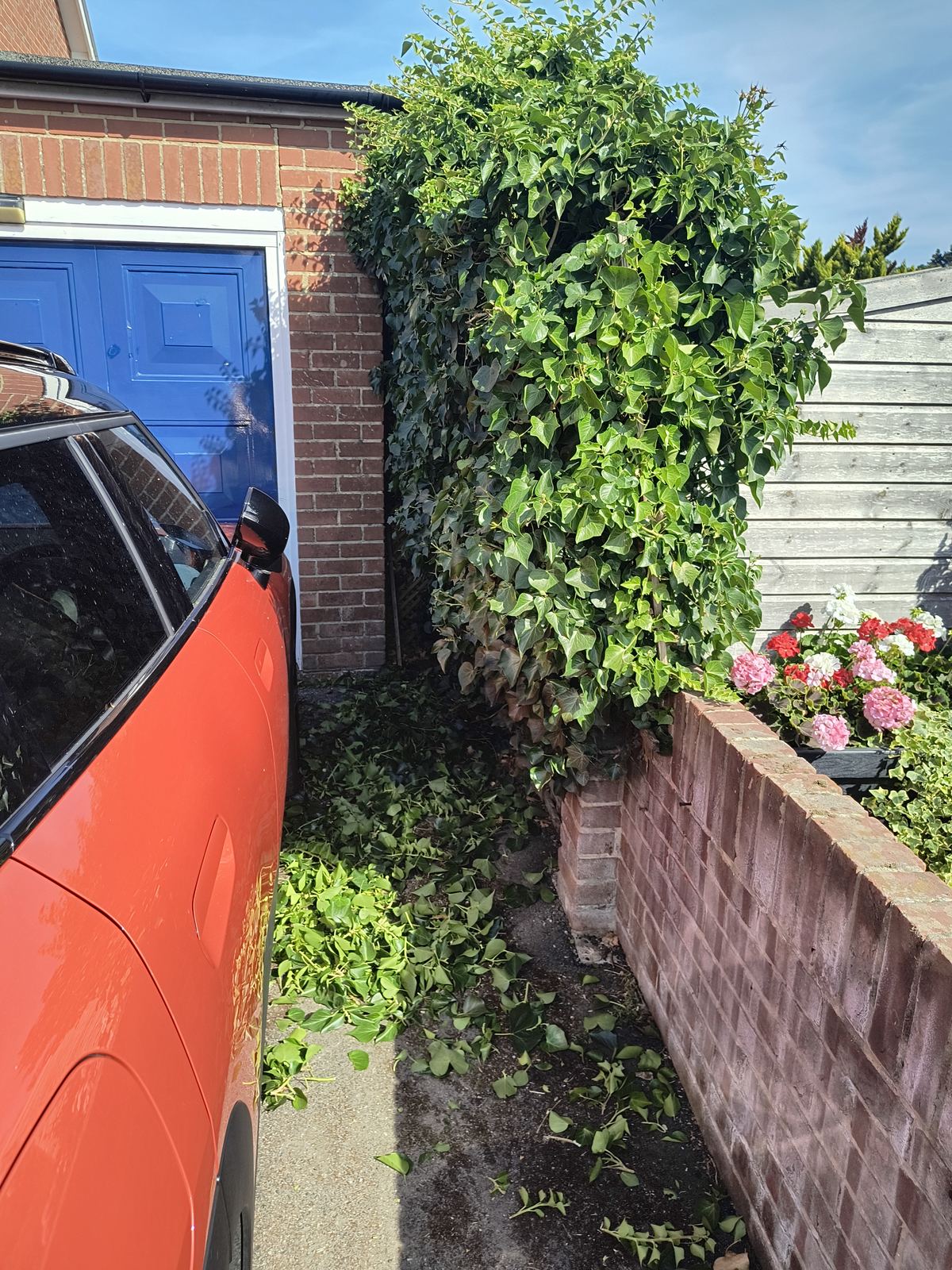 A tangle of mixed shrub and climbing growth against a garage wall in Eastry, left for another visit