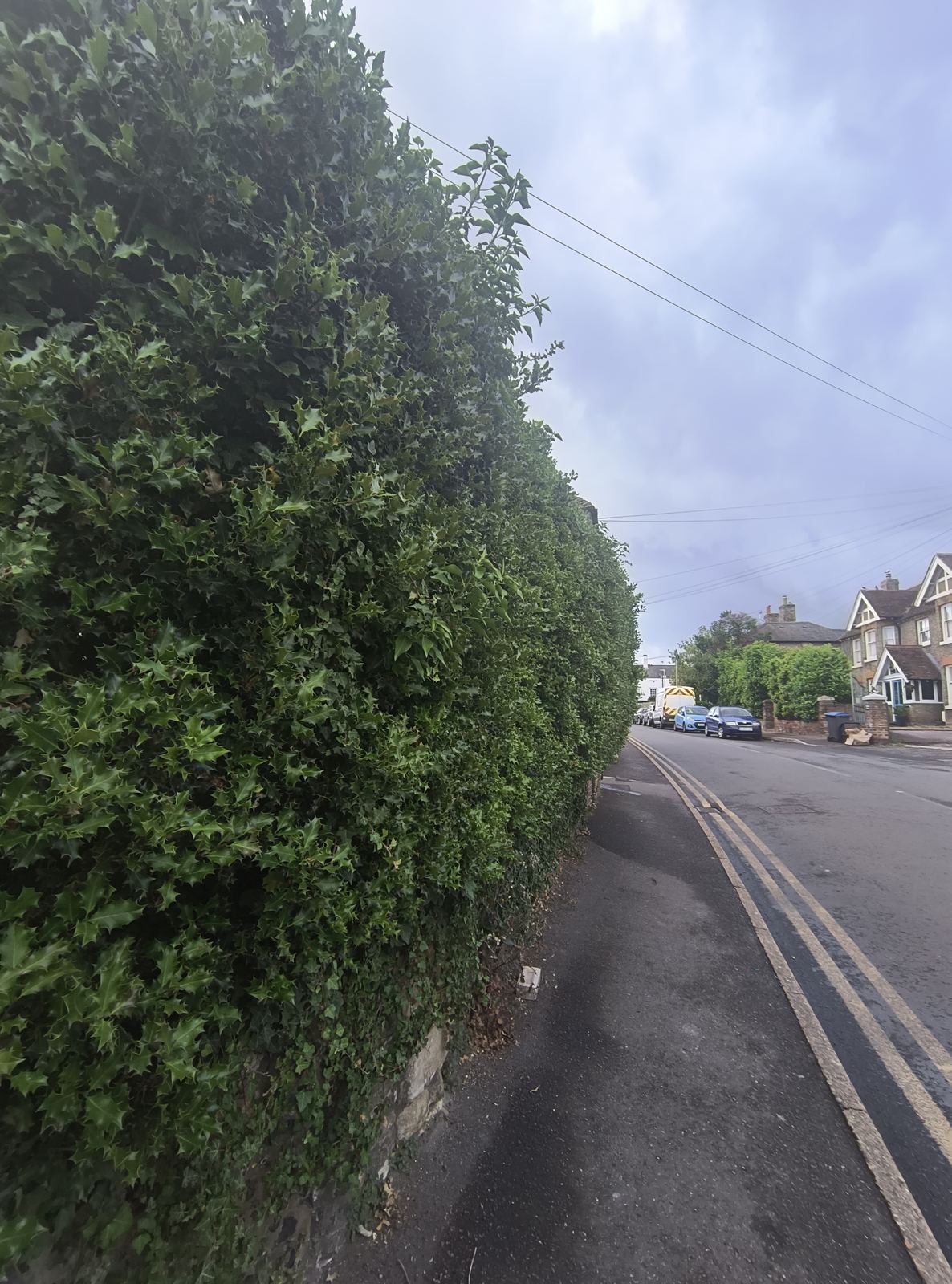 A large holly hedge in Eastry, cut back along the roadside
