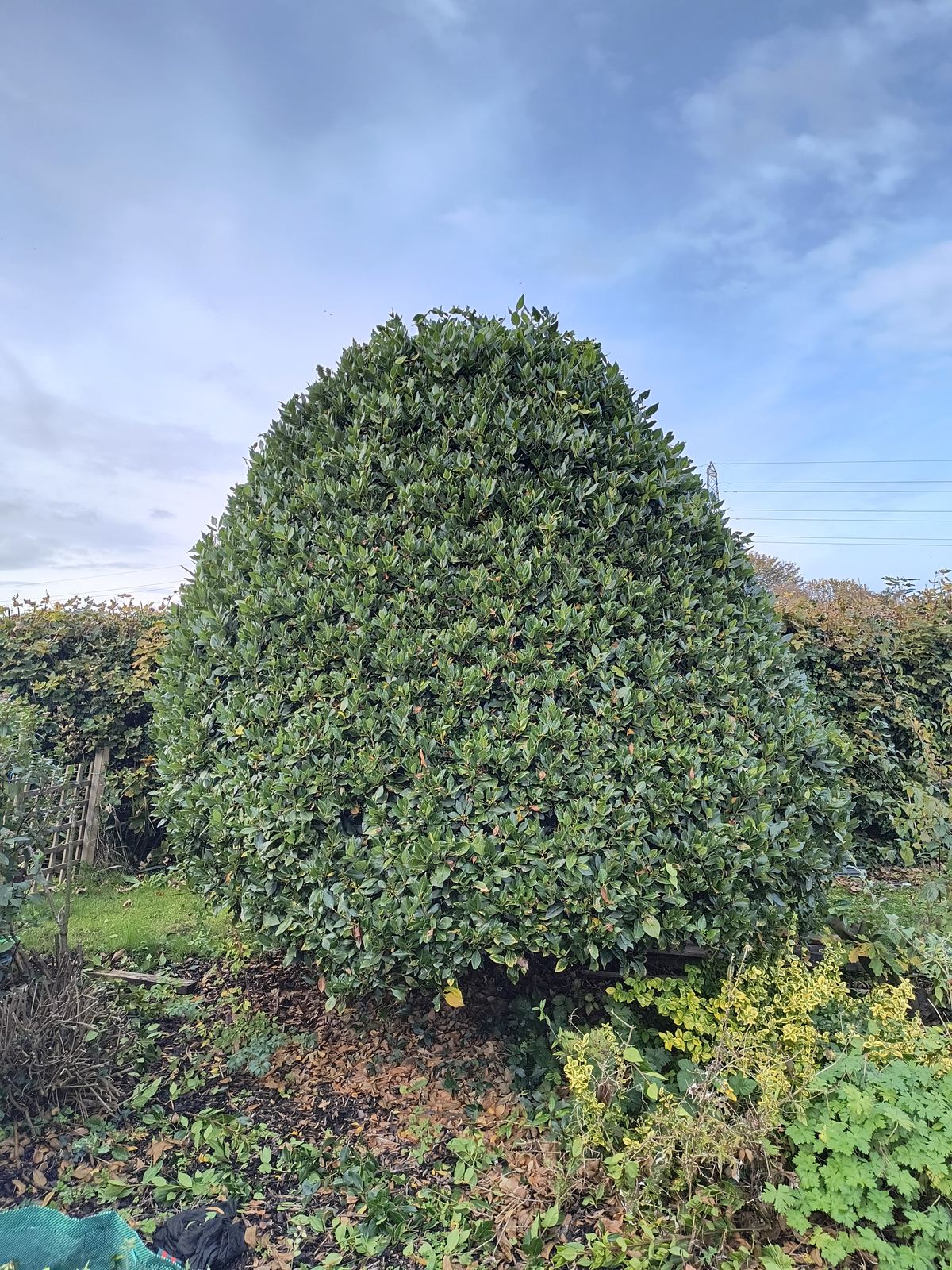 Box and holly hedge in Eastry clipped to a rounded finish