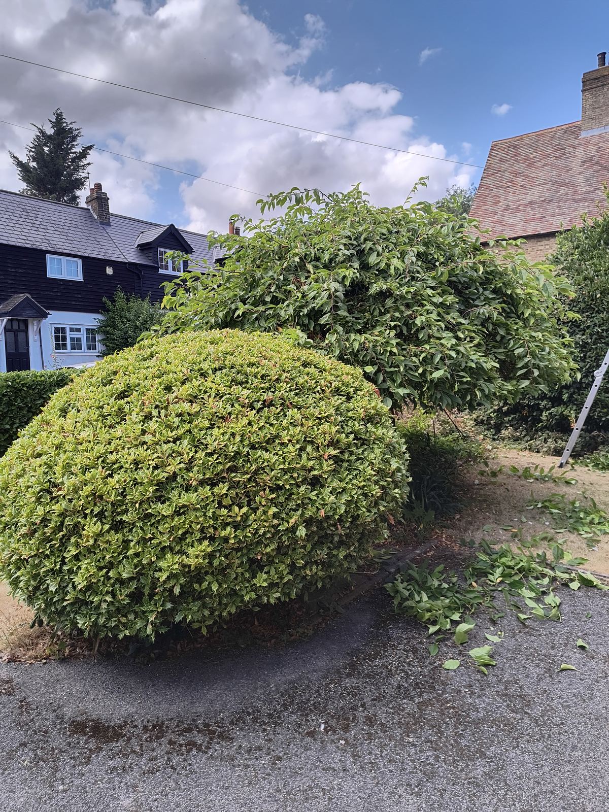 Front hedge in Eastry grown tall over the season, closing in on the path either side of the door