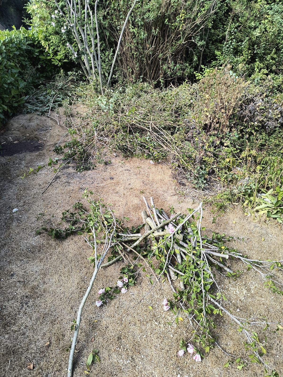 Cut branches piled on the ground beside the Eastry front hedge part way through the job