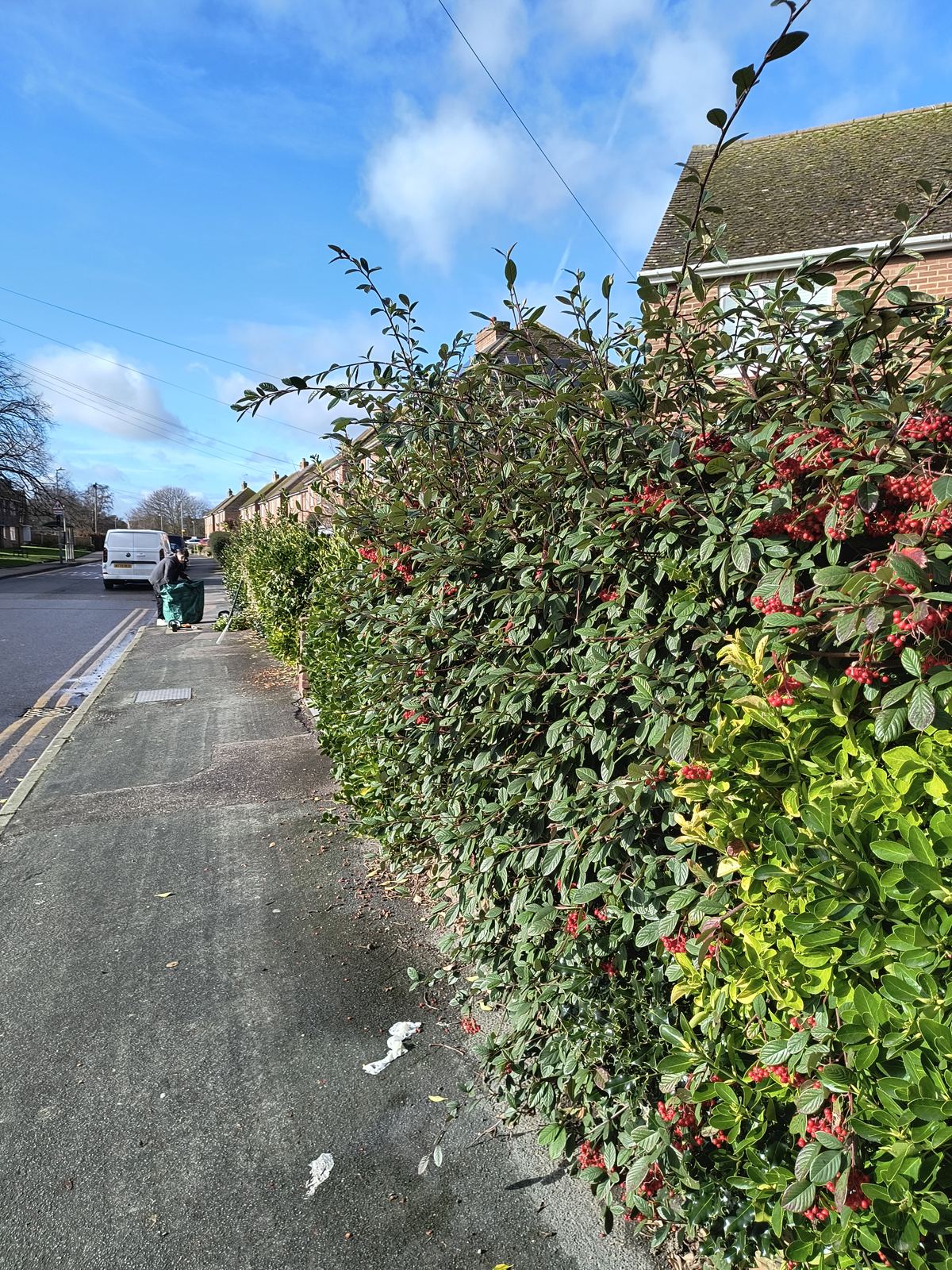 Two-tone hedge in Sandwich, kept neat with the red berries left running through the growth