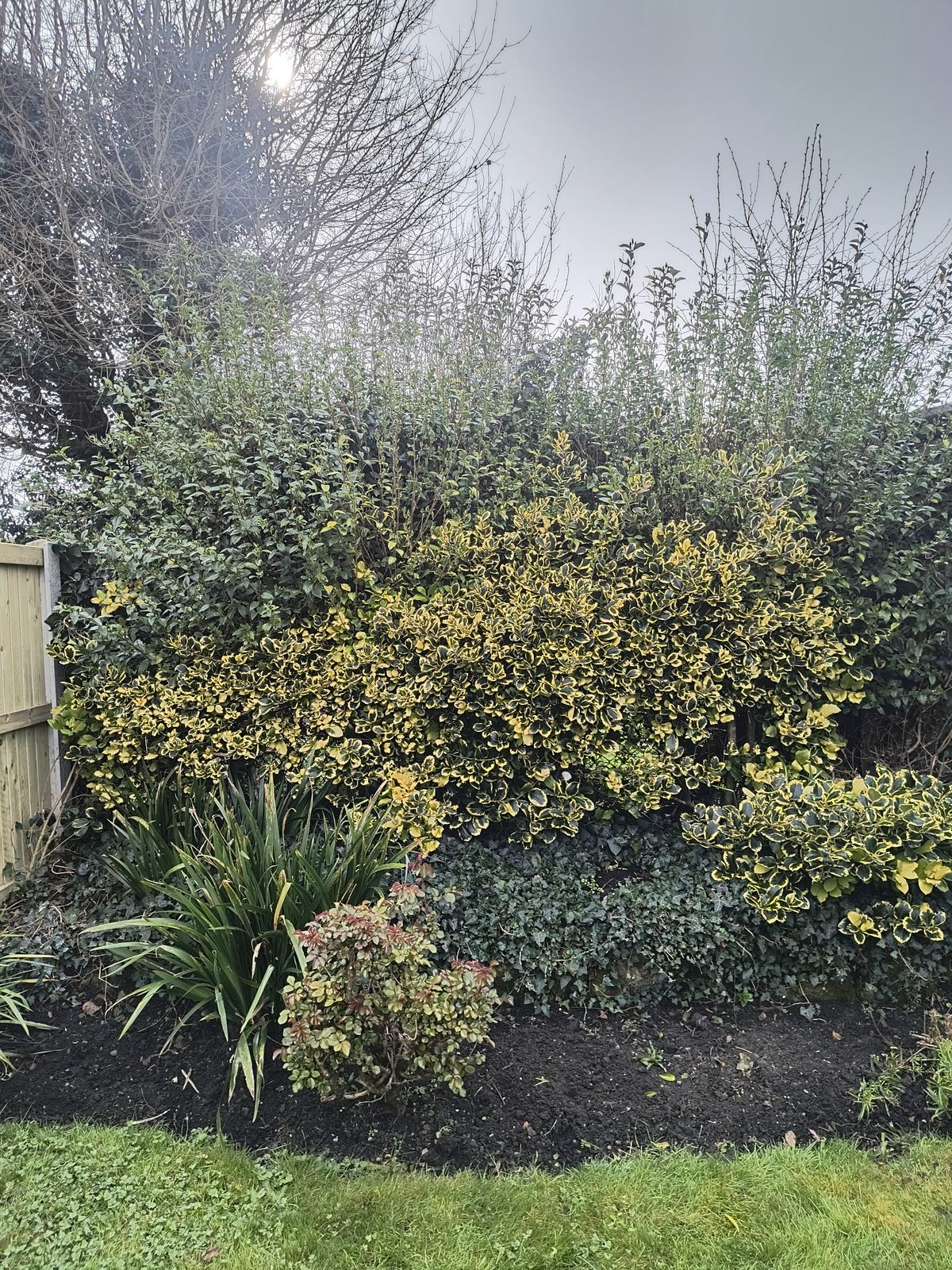 Golden variegated hedge in Sandwich kept to a neat, even line