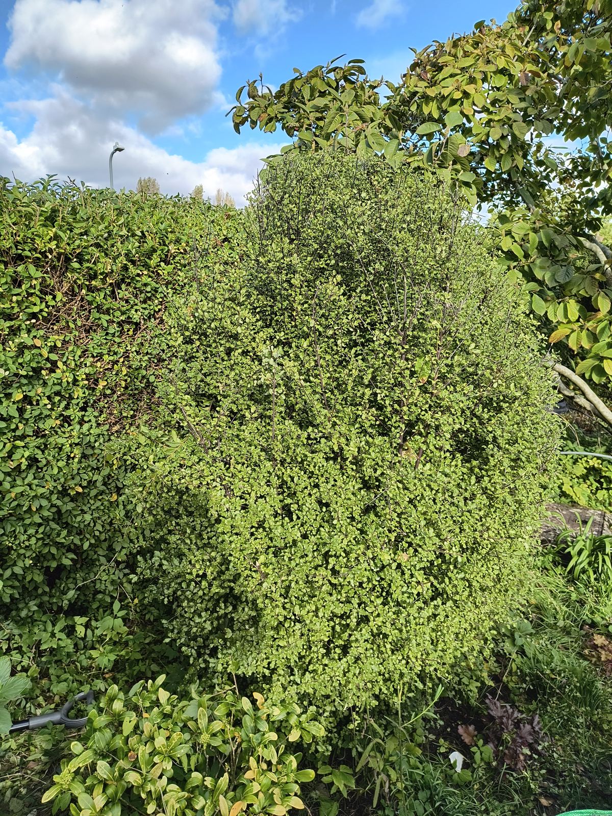 The Sandwich hedge after cutting, seen from the garden side