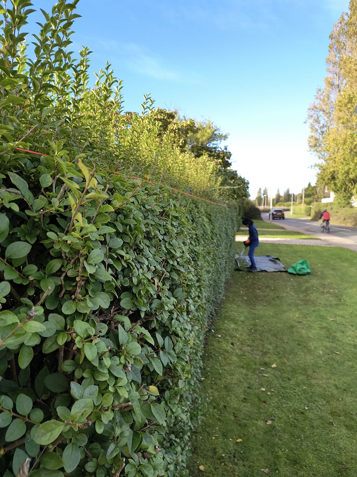 A taut guideline strung along the Sandwich hedge to cut a dead-straight top edge