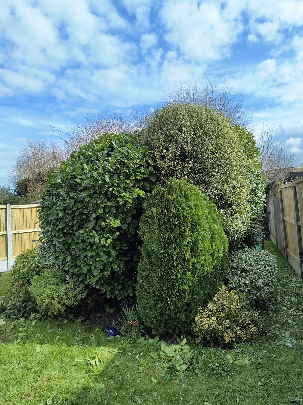 The trimmed Sandwich hedge, with box balls, laurel and conifer domes visible in the garden behind