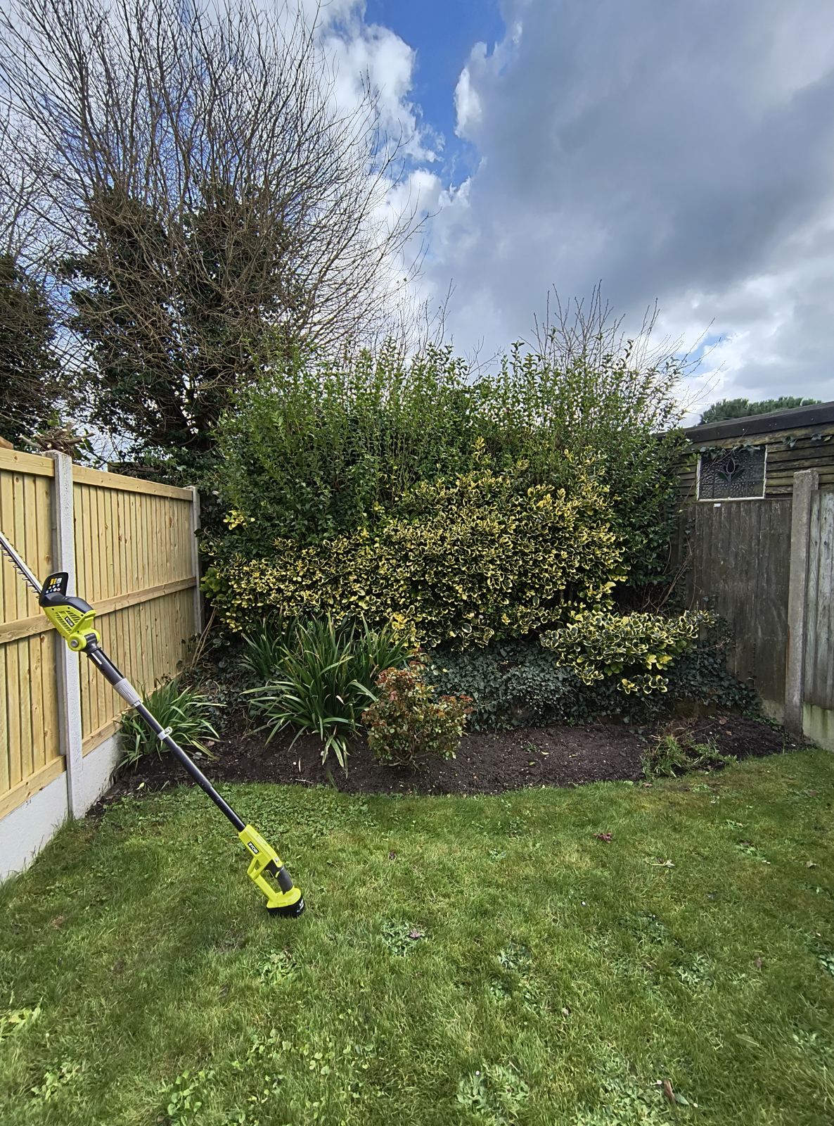 Hedge trimmer resting on the lawn beside the mixed hedge in Sandwich during the trim