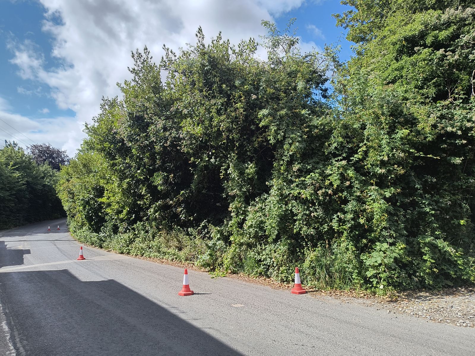 Tall roadside hedge in Woodnesborough before cutting, with cones already set out on the carriageway
