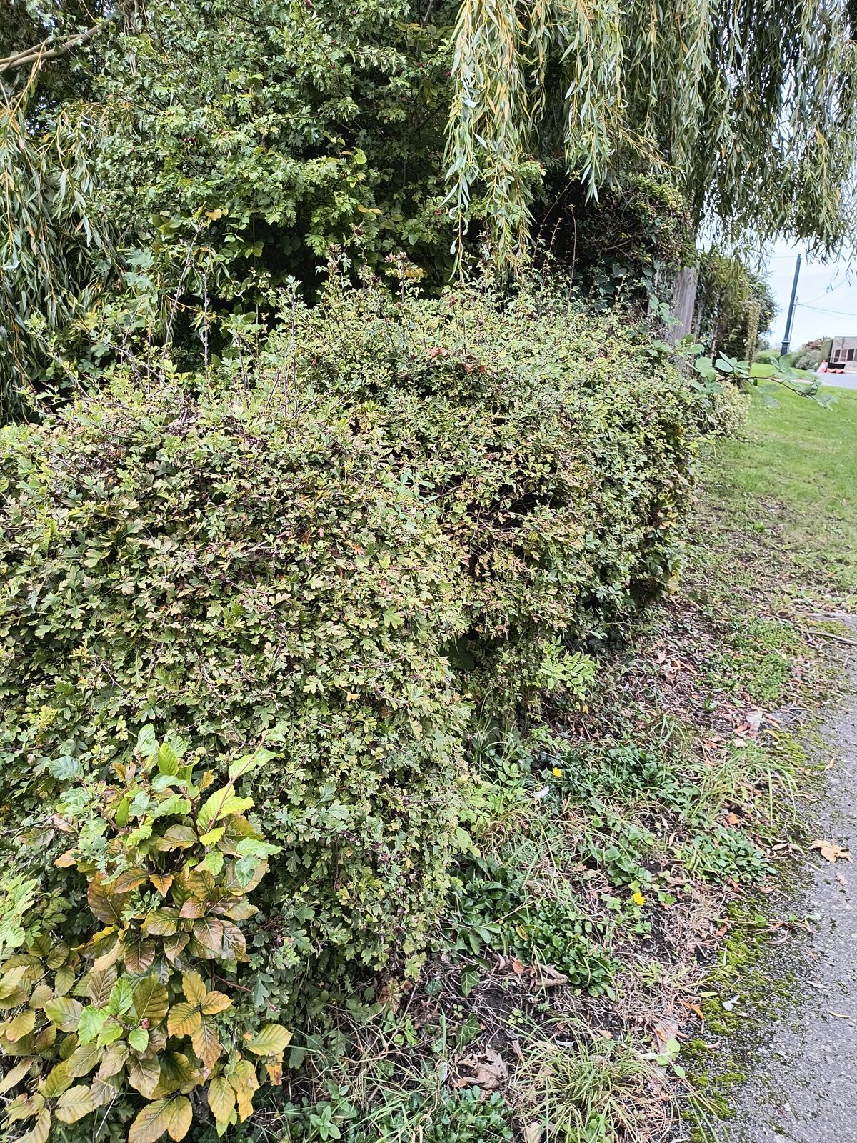 The beech hedge near Woodnesborough cut back hard, ready for autumn