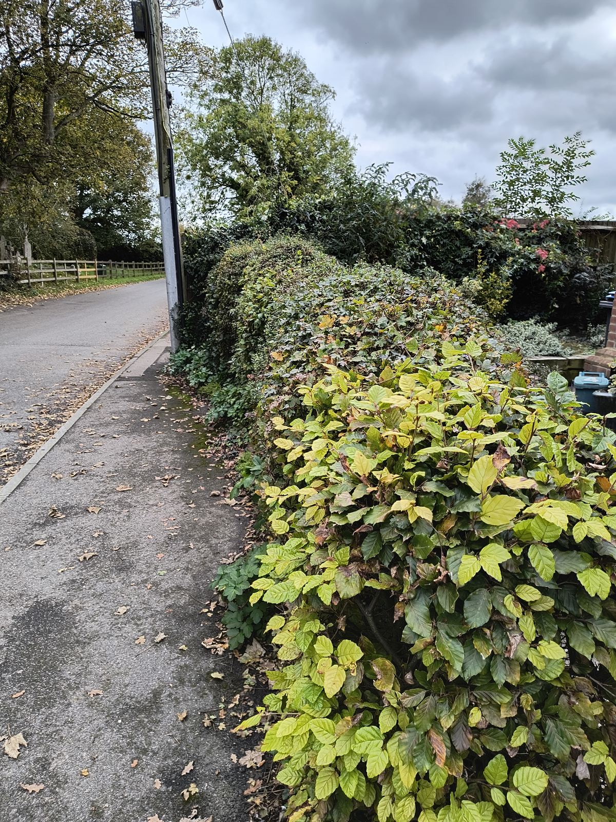 Overgrown beech hedge near Woodnesborough before autumn cutting