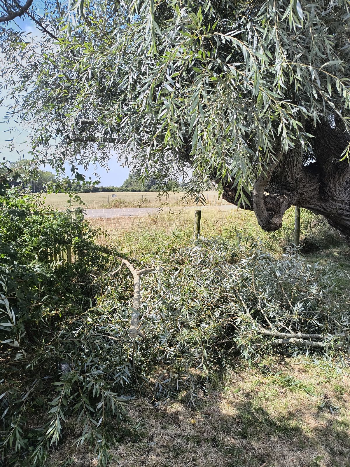 Long roadside hedge in Worth part way through the day, with cut growth still lying on the ground