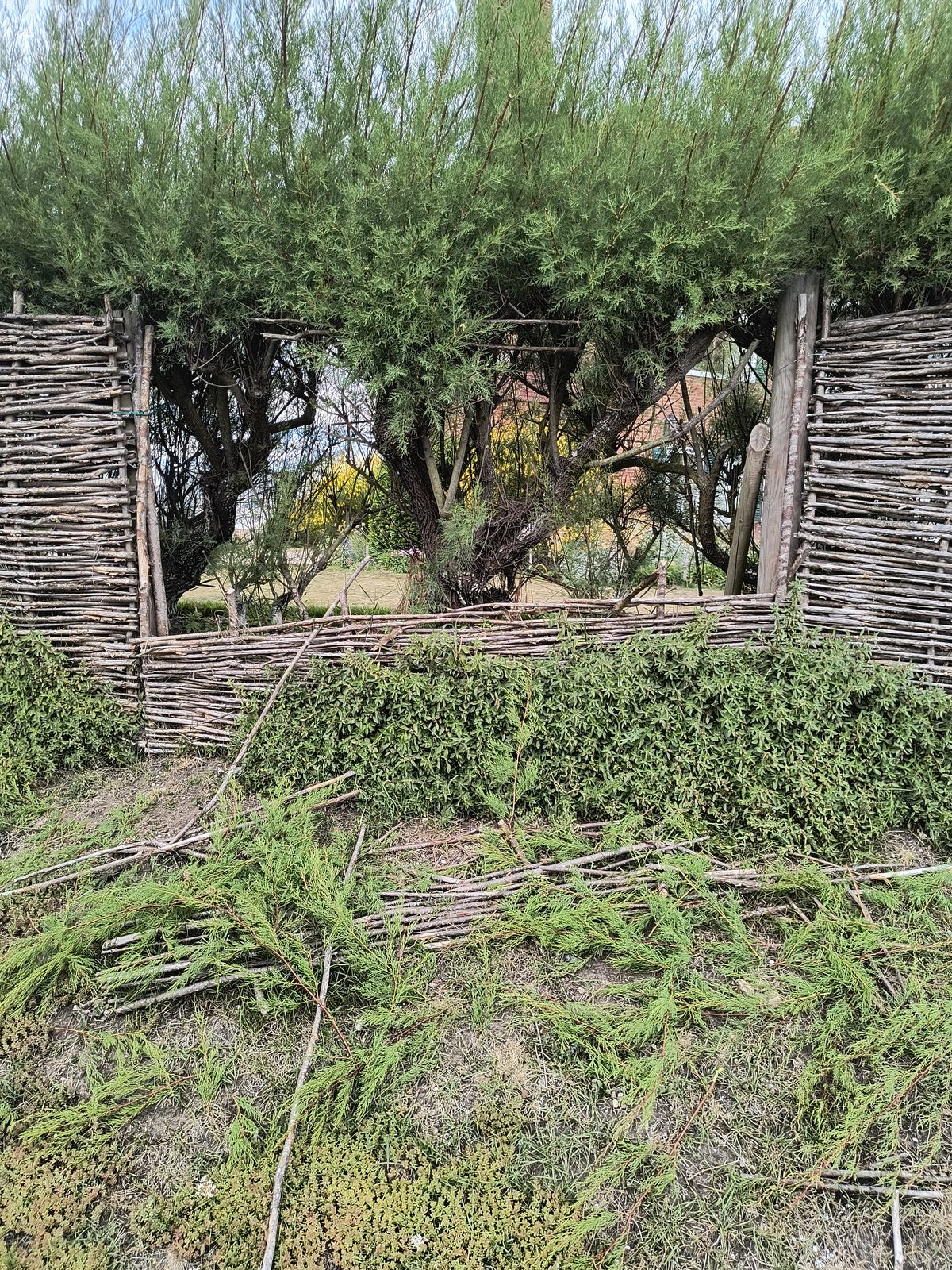 The Worth seafront conifer hedge after cutting, seen along the woven fence line that runs beside it