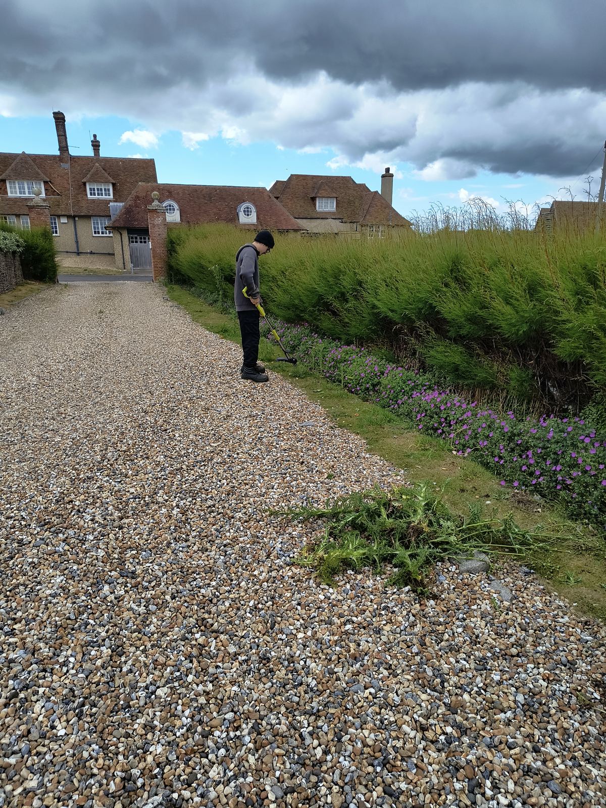 Tall seafront conifer hedge in Worth alongside a gravel drive, part way through a cut